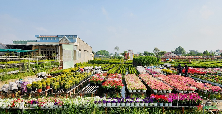 Đồng Tháp: Làng hoa Sa Đéc rộn ràng vào Tết